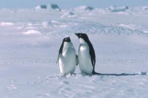 Adelie penguins